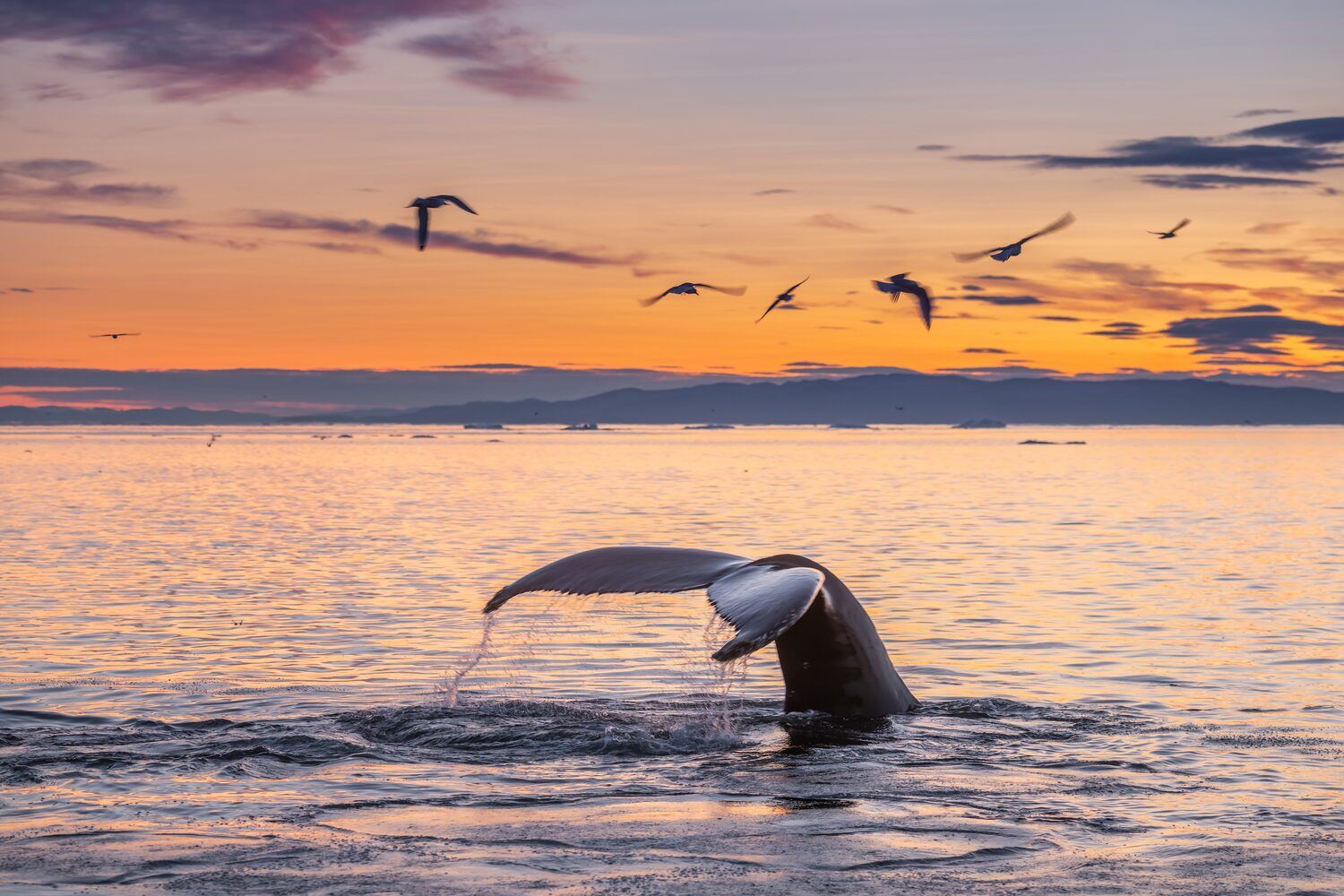 Whale tail splashing out of the ocean, with a beautiful orange sunset with seagulls flying in the sky.