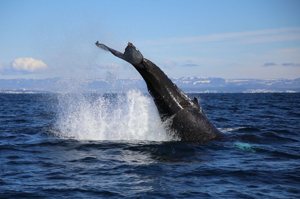 Whale splashing tail out of sea in Reykjavik whale watching tour, Iceland.
