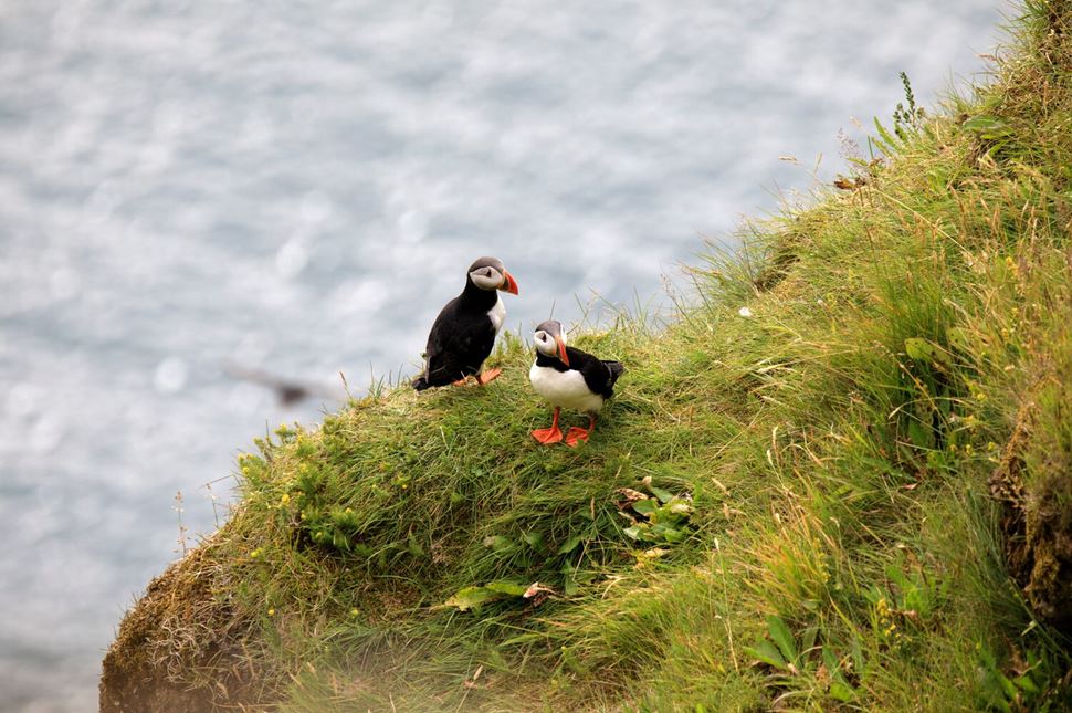 Two puffins standing on grass on cliff, on puffin watching tour in Iceland.