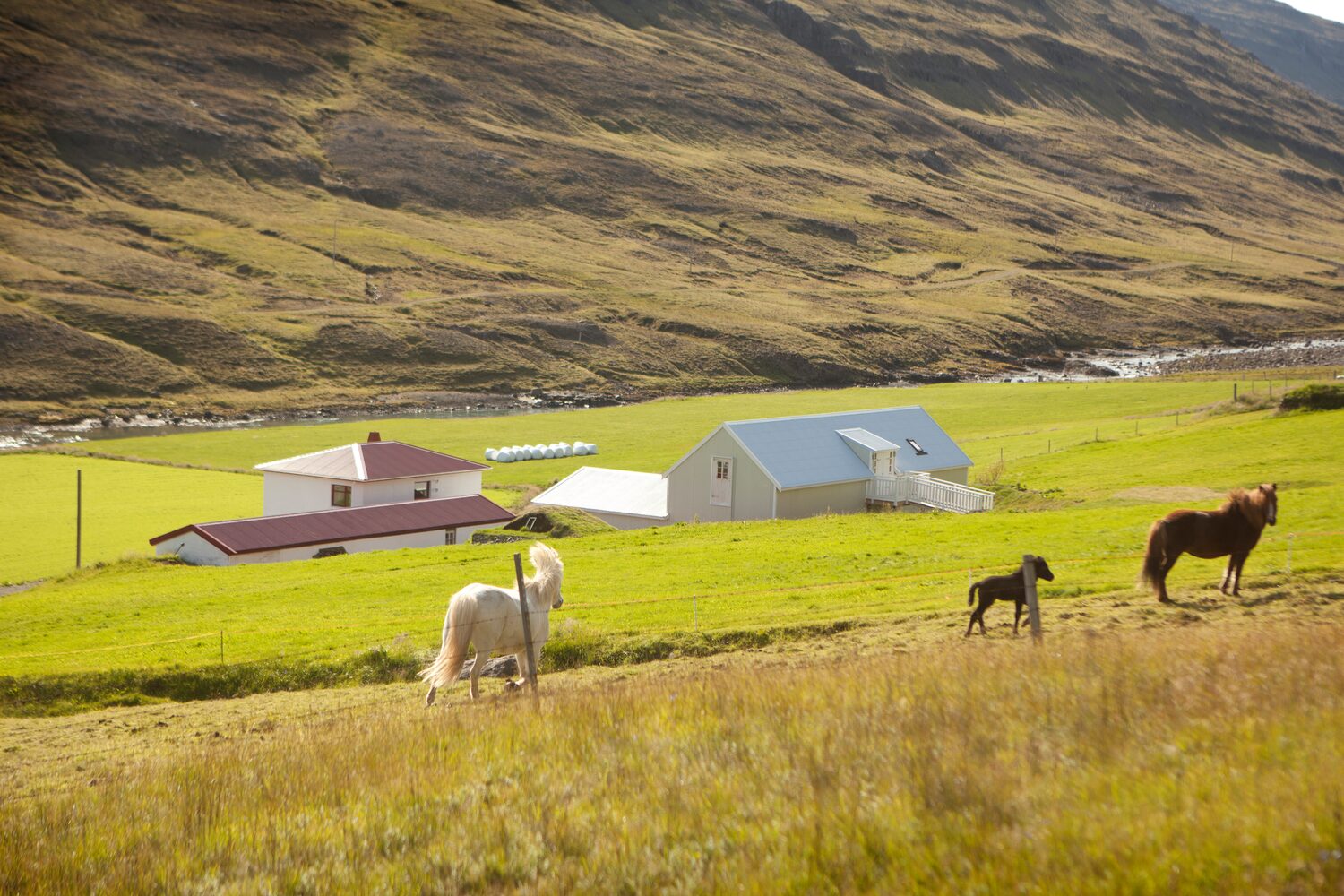 Wilderness Center Hotel in Iceland surrounded by green fields and horses grazing.