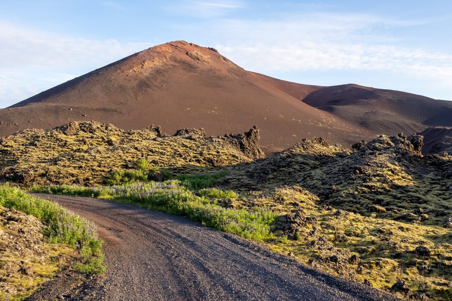 Lava fields greenery and flowers surrounding eldfell volcano in Iceland.