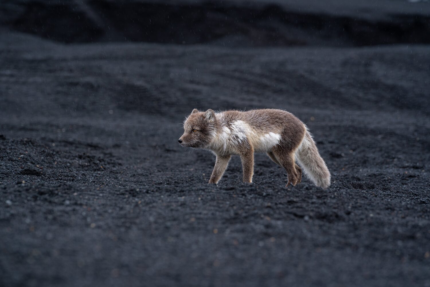 Arctic Fox Black Ash