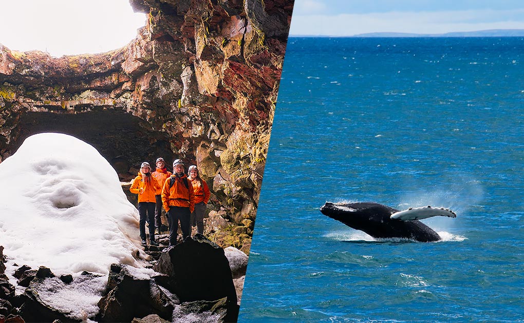 Lava Caving & Whale Watching Combo Tour