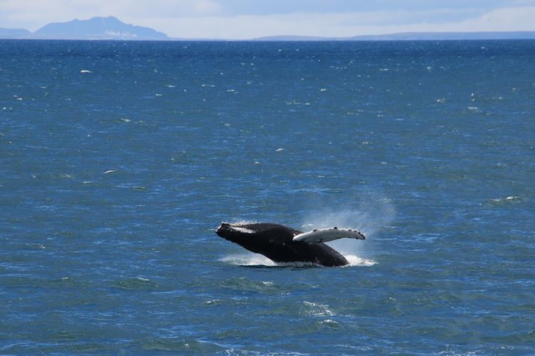 Whale Watching Tour  Whale back flipping out of sea on whale watching tour in Iceland