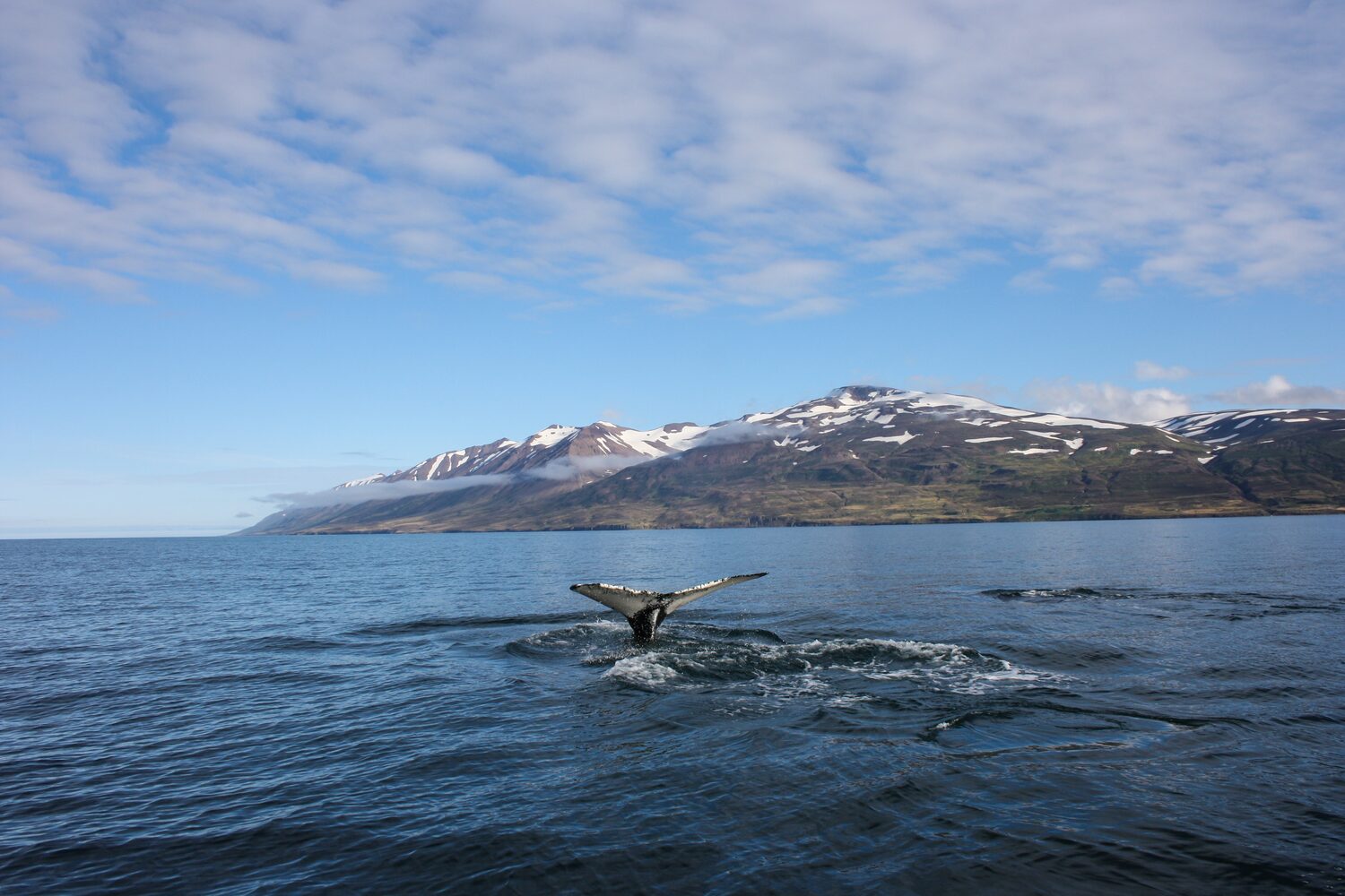Whale Tail Mountains 
