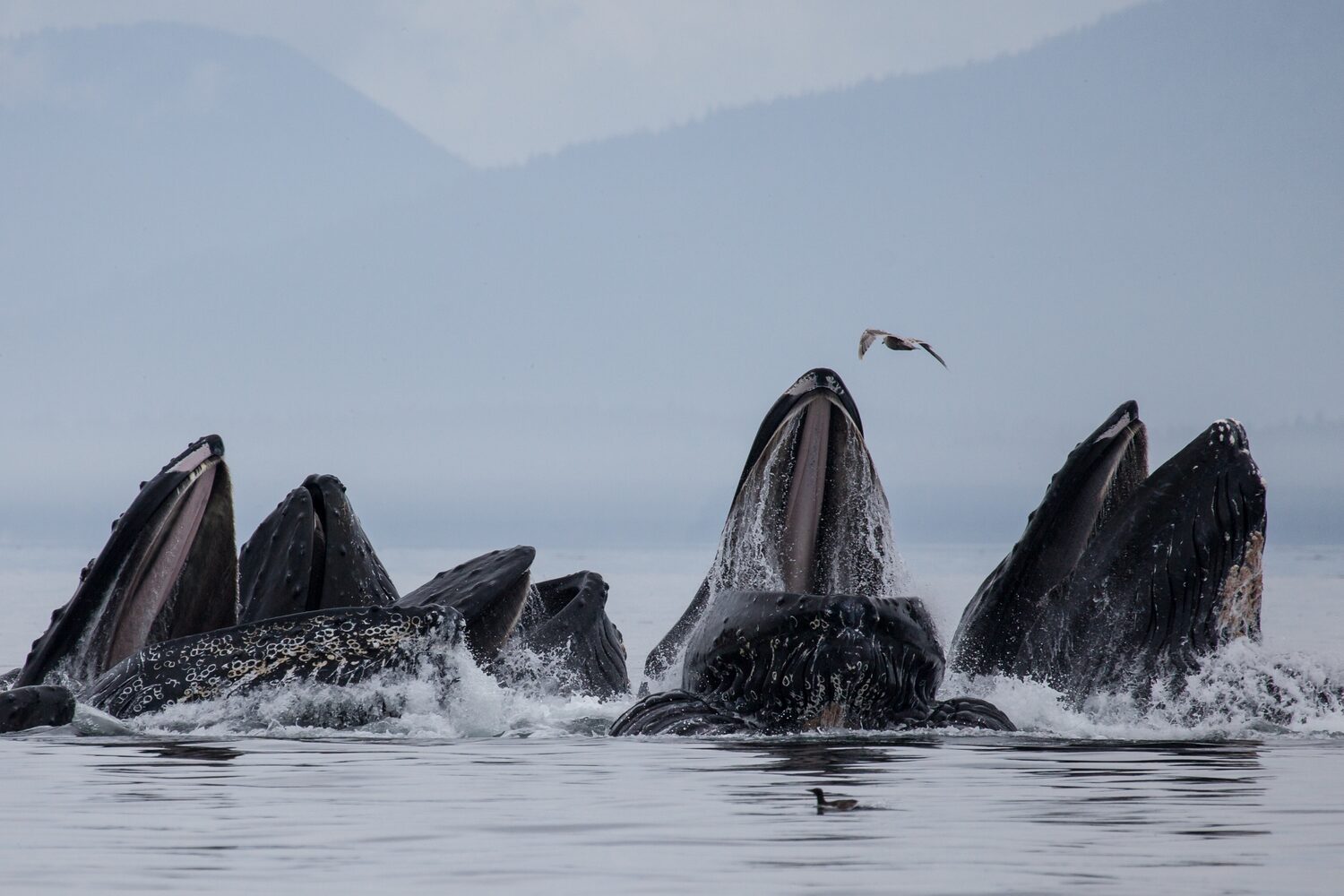 Group on whales emerging from the sea with seagull flying low in the Westfjords, Iceland