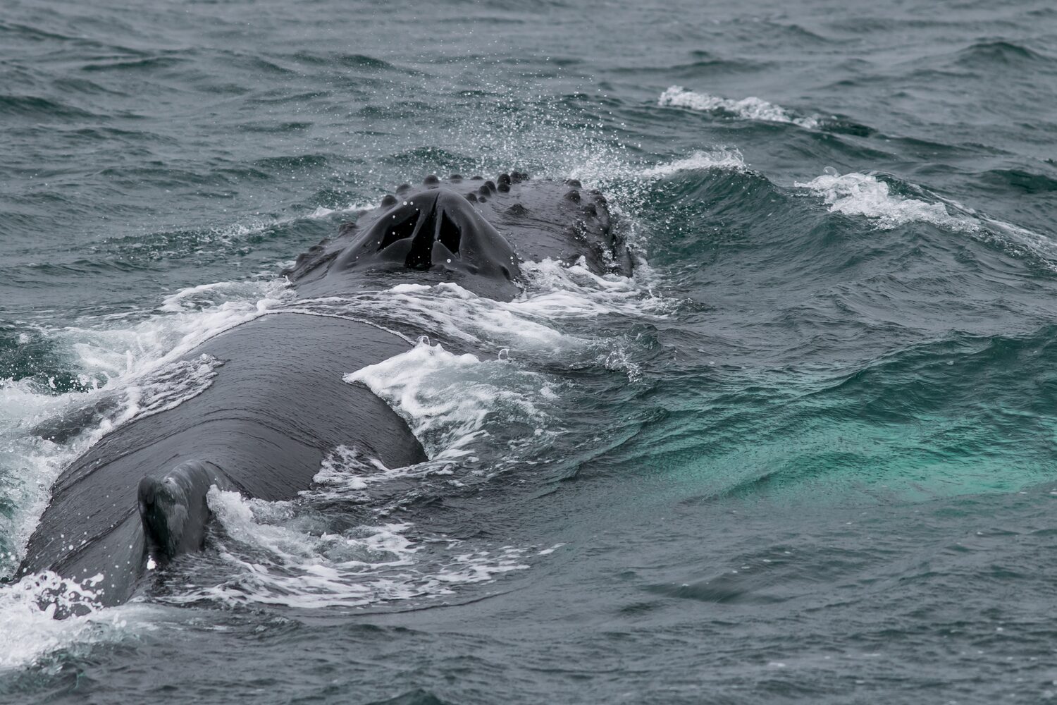 Top of Whale visible in ocean from whale watching tour in Iceland