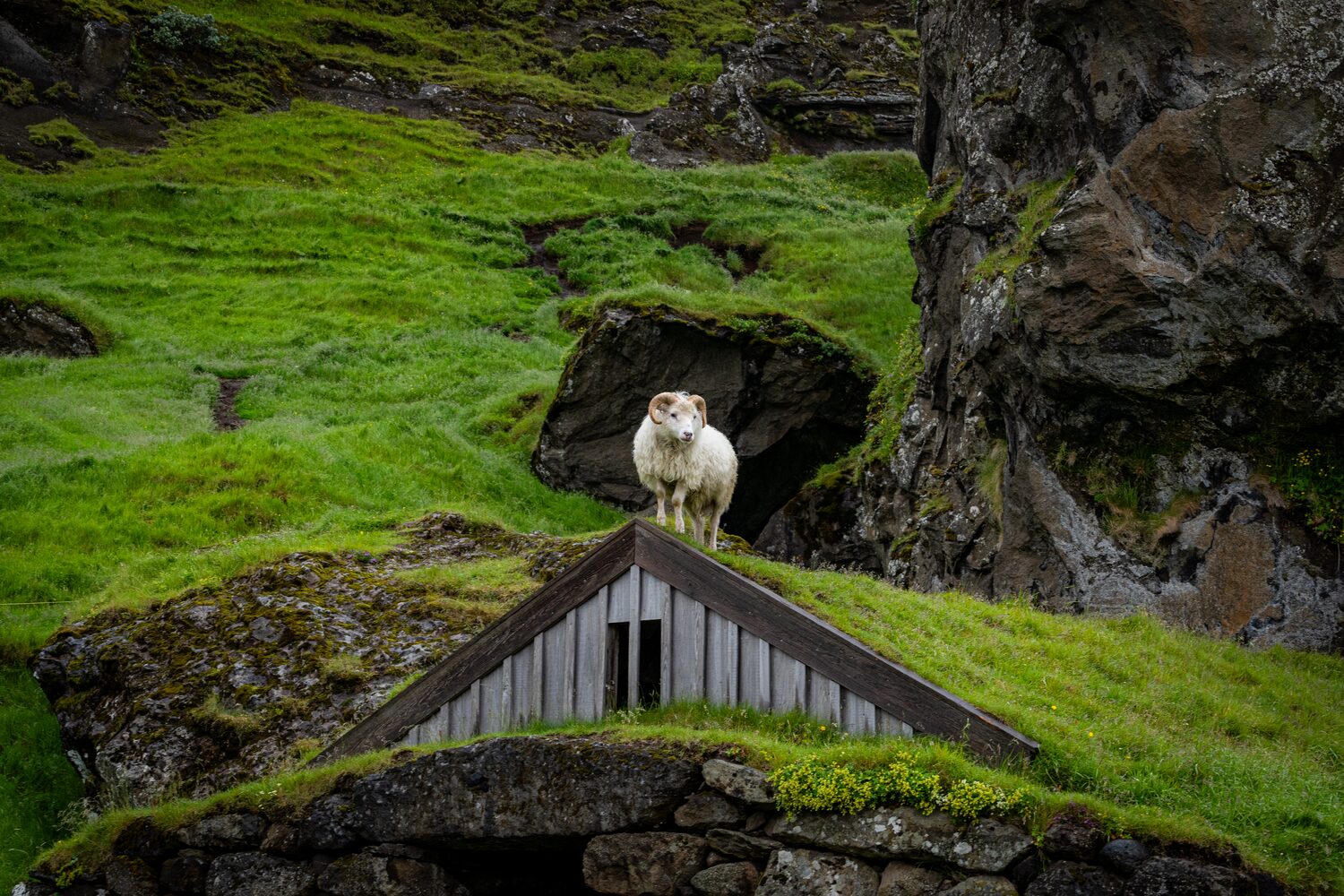 Male sheep standing on top on small stone house roof in bright green grassy cliffs