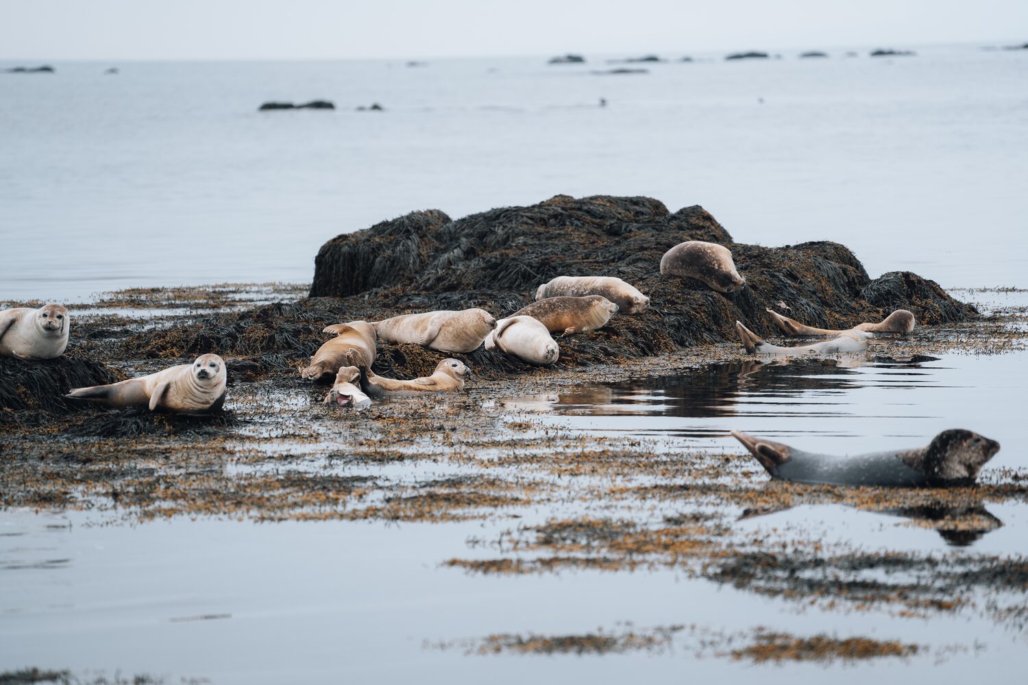Group of white seals laying down and relaxing on seaweed covered rock in the sea 