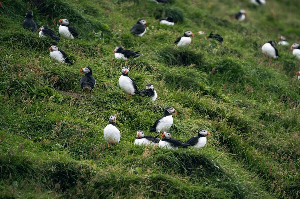 Lots of puffins resting on grassy cliff by sea on Vestmannaeyjar island in summer,