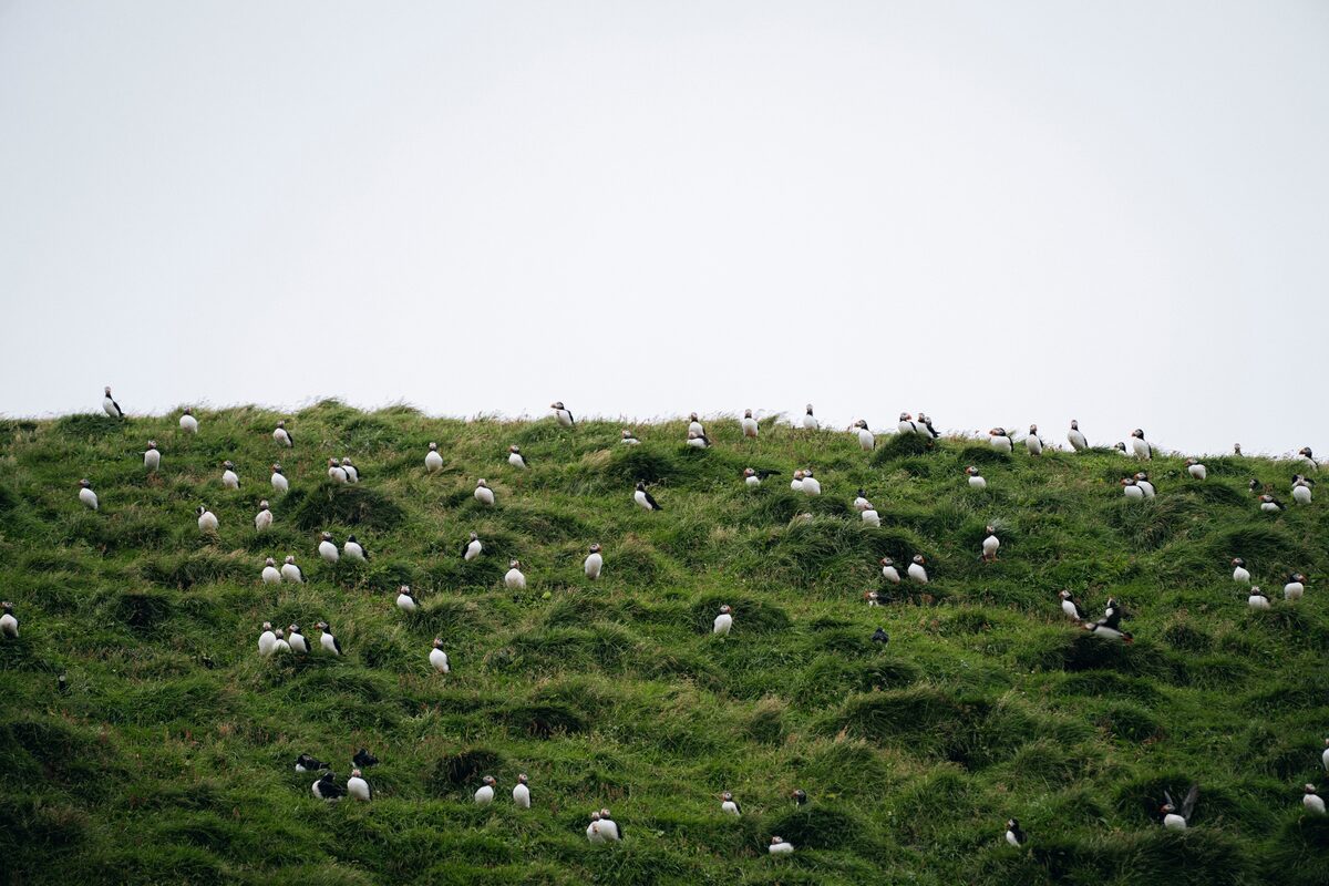 Big group of puffins in Vestmannaeyjar island