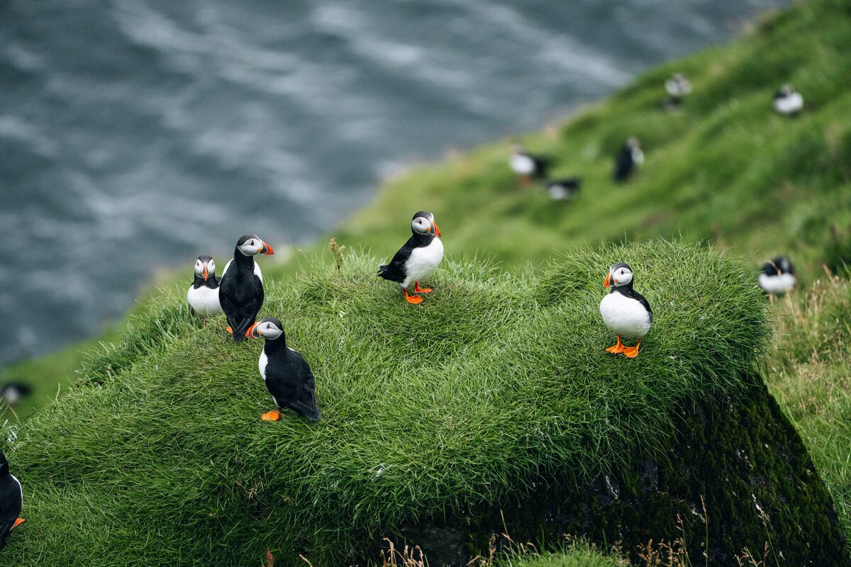 Puffins sitting on grassy cliff