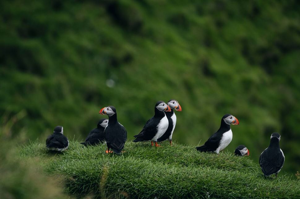 Family of puffins on a cliff