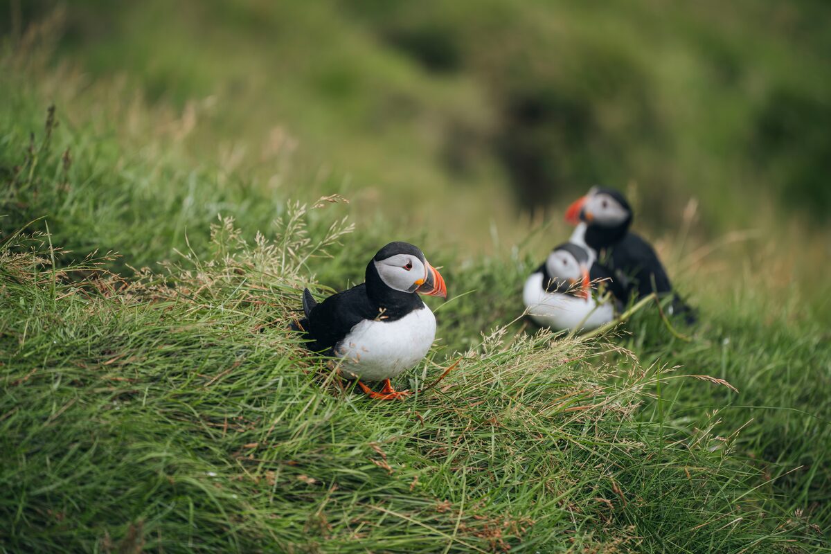 Puffins family on a cliff in Iceland