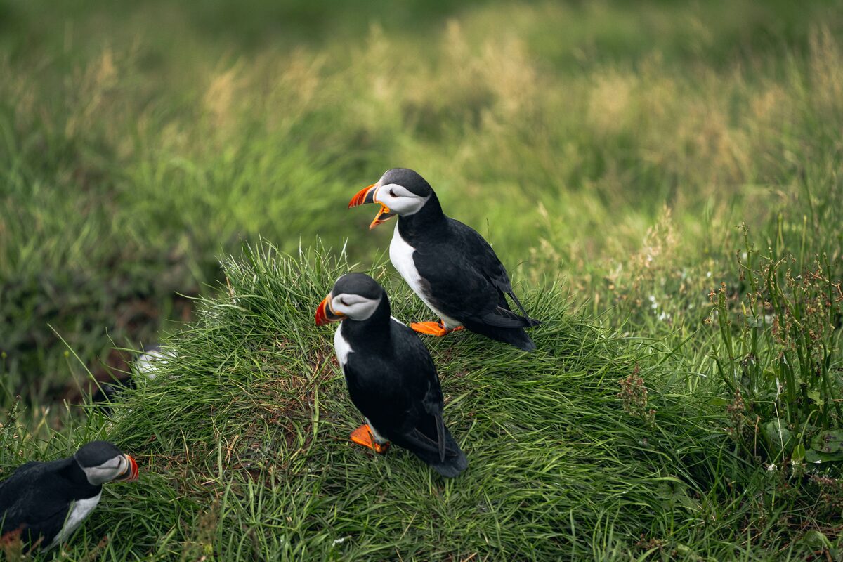 Puffins talking with each other