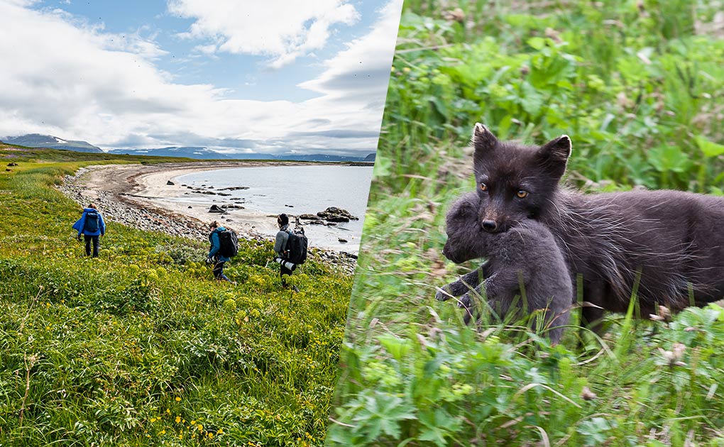 Wildlife & Heritage of Hesteyri Village in Hornstrandir 
