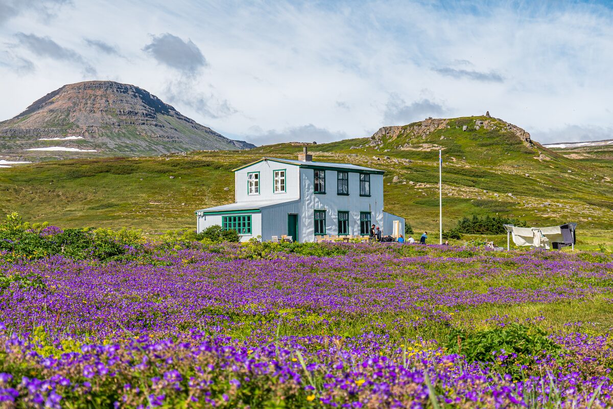 Purple flowers by wooden house in Iceland