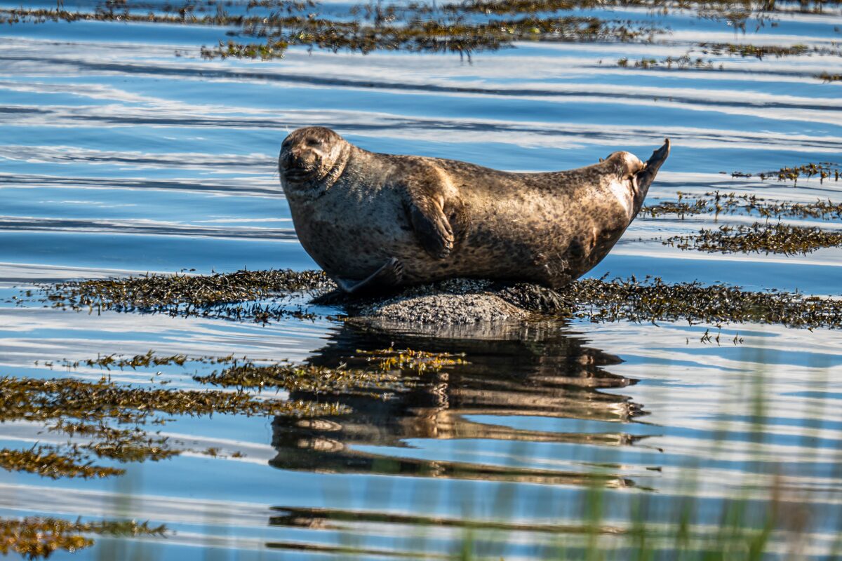 Seal laying above the water