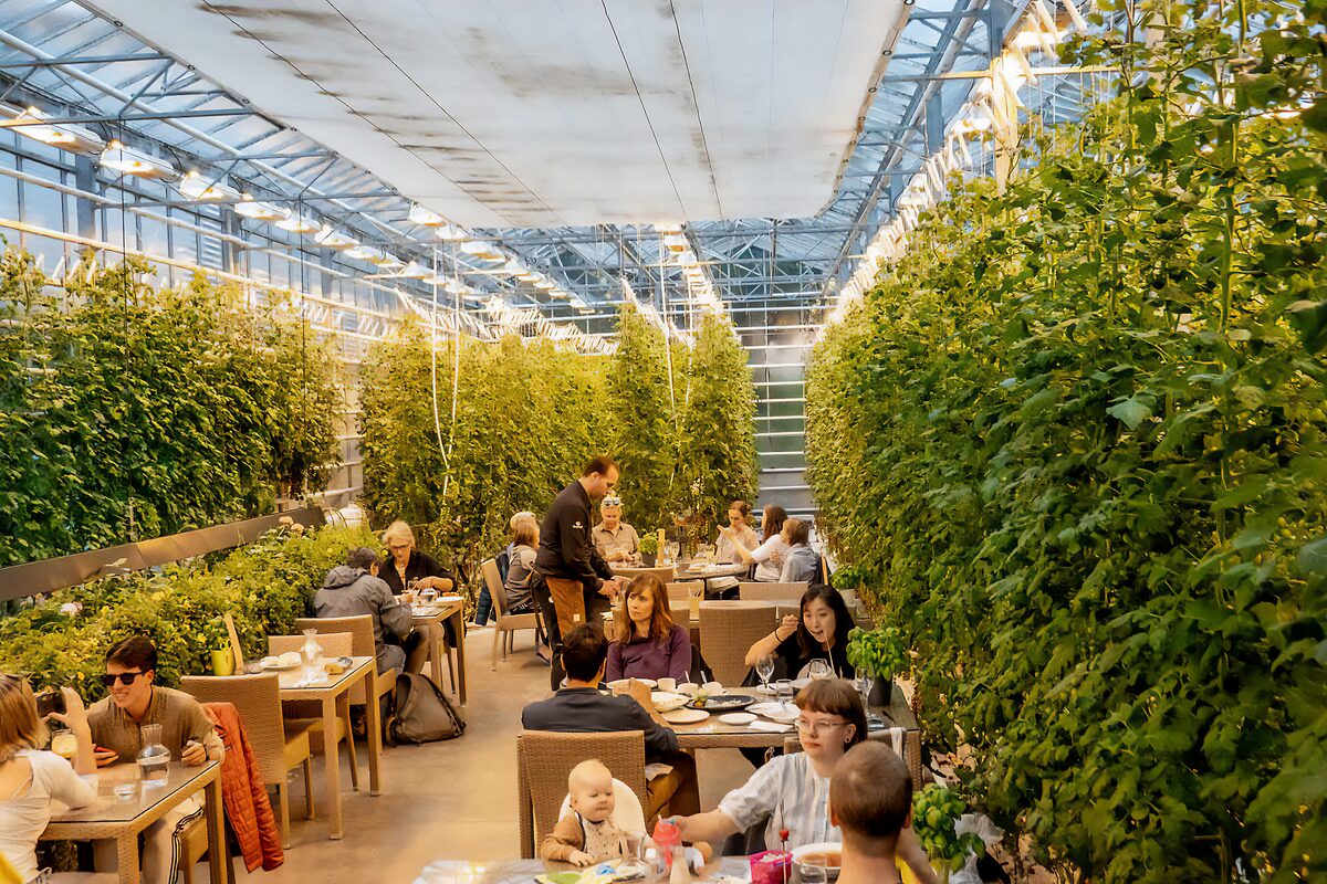 Restaurant in tomato greenhouse