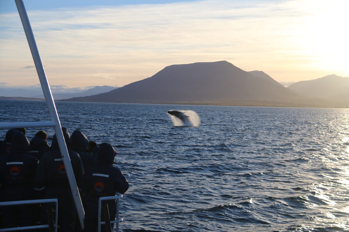 Group looking at whale in sea from boat