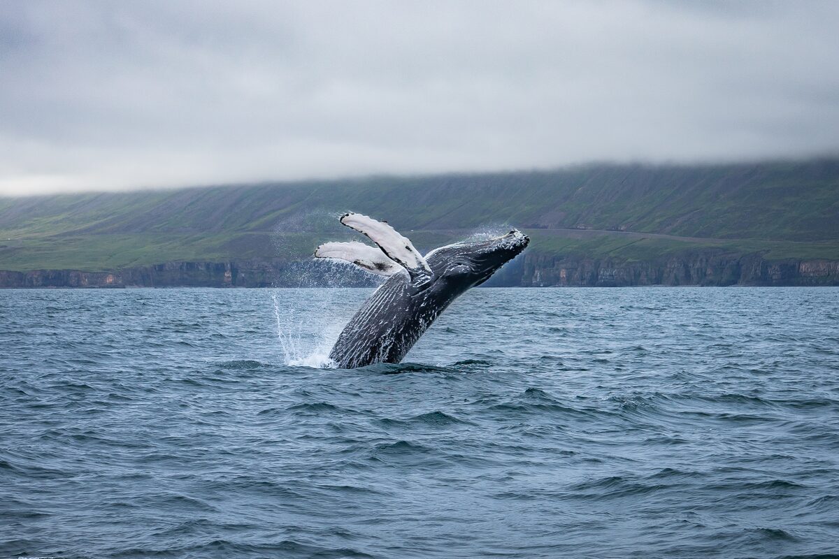 Whale jump from ocean in Iceland fjords