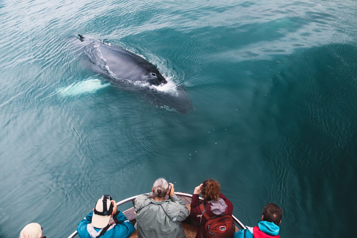 Guided whale watching boat tour