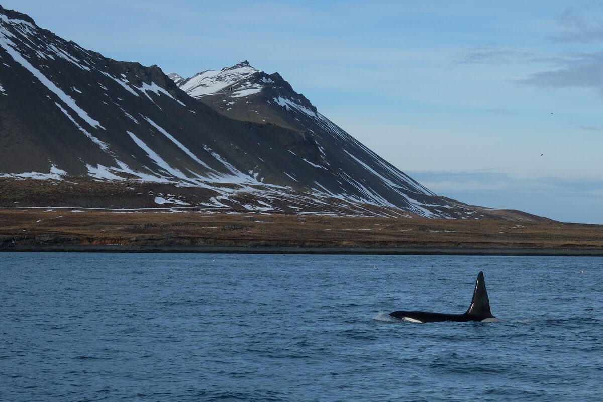 Orca swimming in ocean with fin above sea level and snow mountains in background