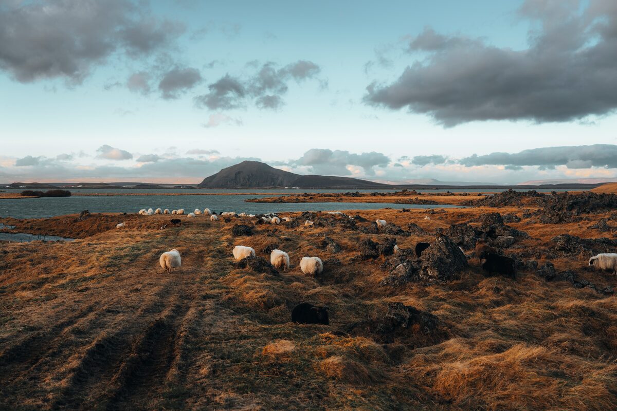 Wild Sheep Myvatn Lake 