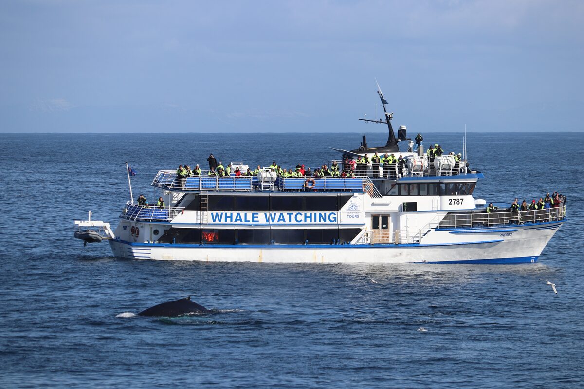 White group tour boat in the sea with large whale jumping from water 