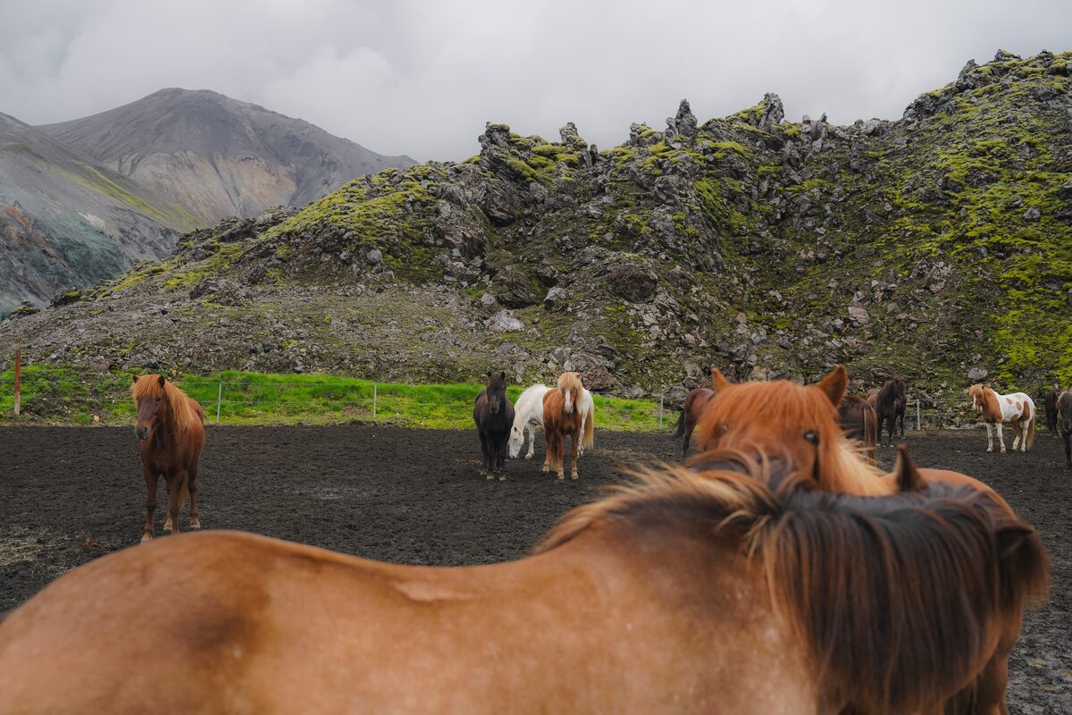 Group of icelandic horses in mountains on Landmannalaugar trail