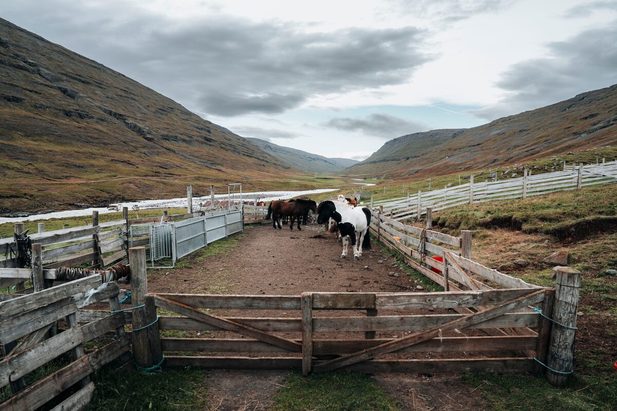 Small group of horses inside their paddock on field at Wilderness center