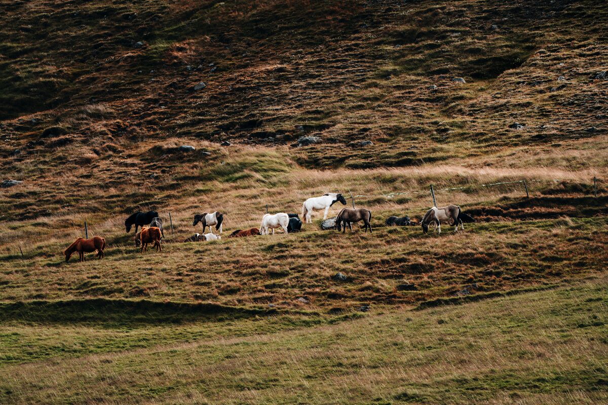 Group of horses together free roaming on green field in Iceland 