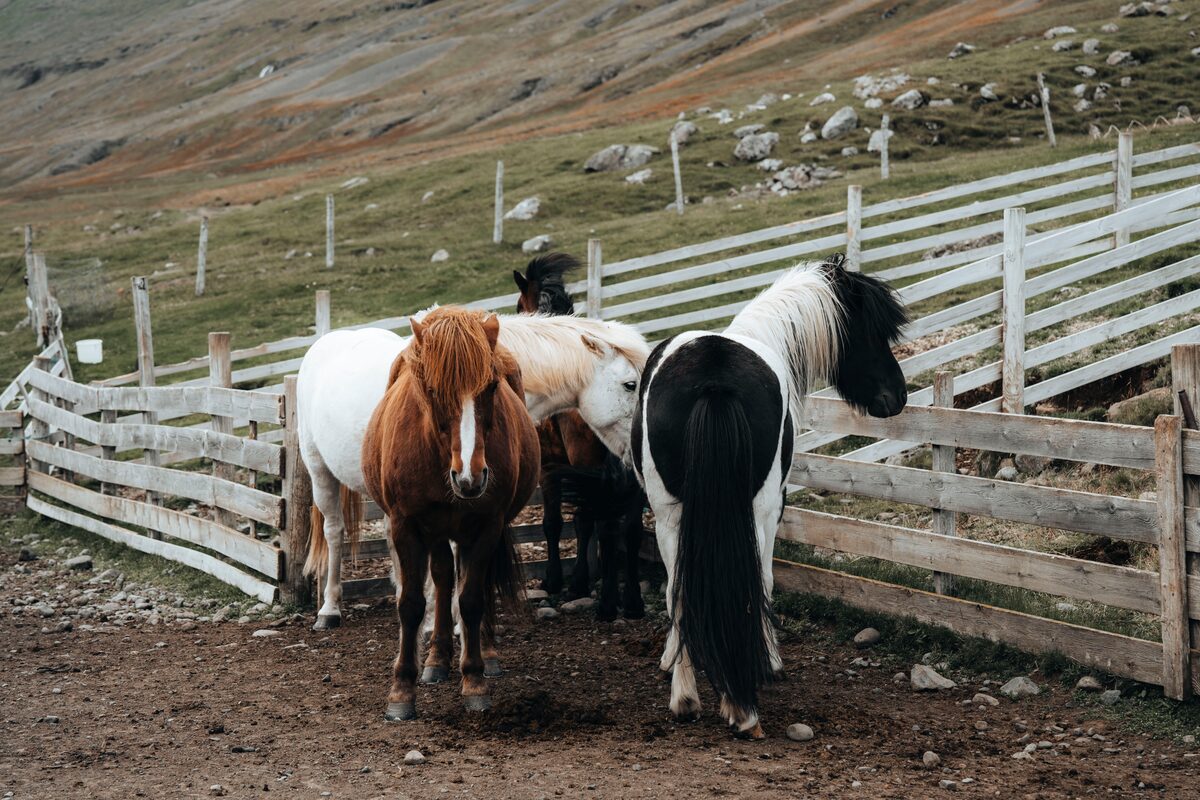 Small group of Icelandic horses grazing in a paddock outside 