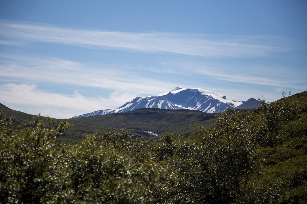 View of mountain past some trees with clear blue skies and sunny day 