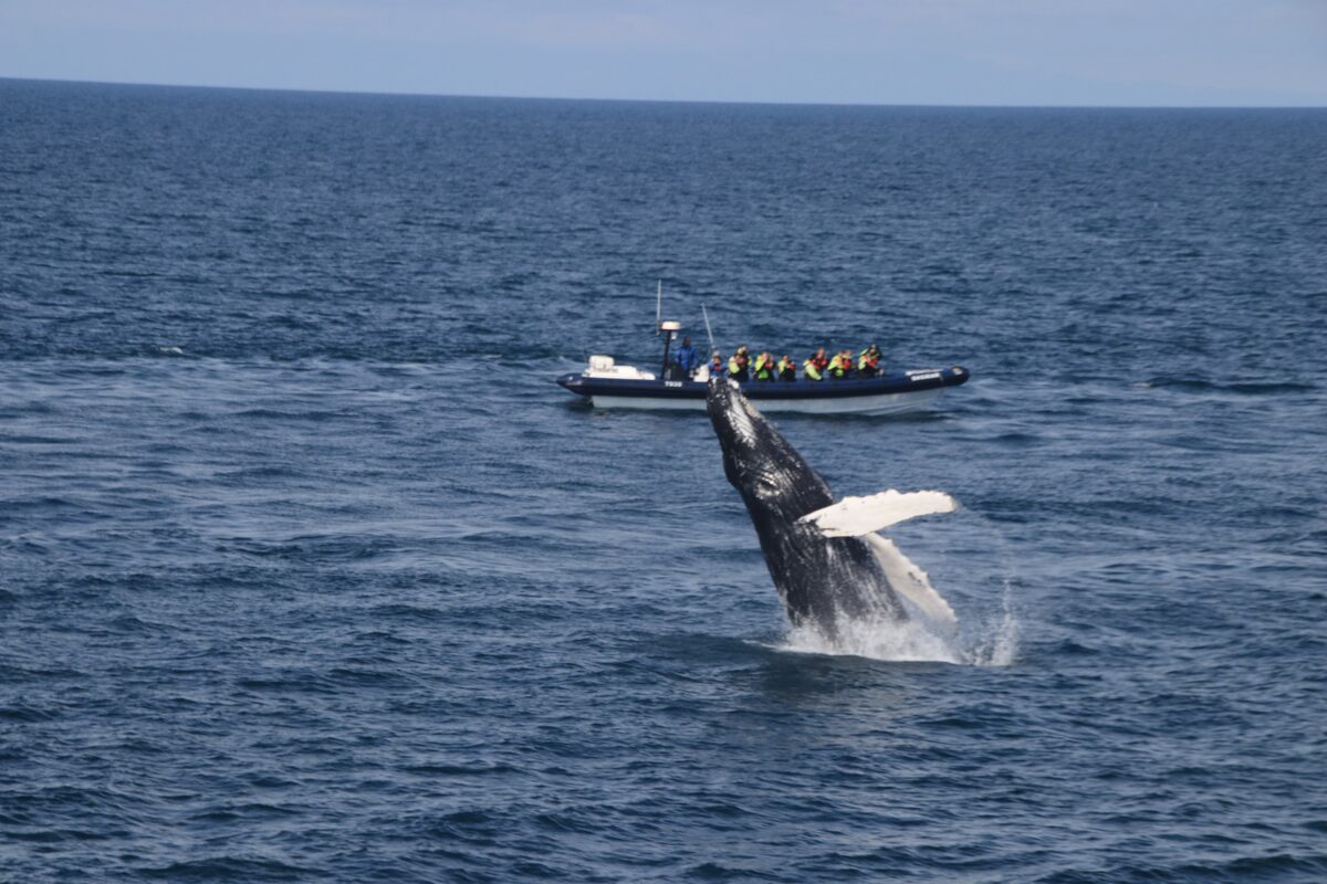 Small tour group on rib boat past huge whale jumping from sea