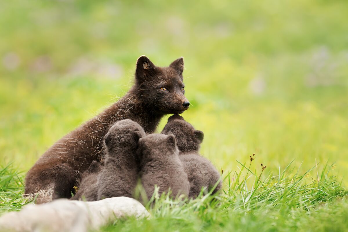 Arctic fox mother and her babies sitting together on grass