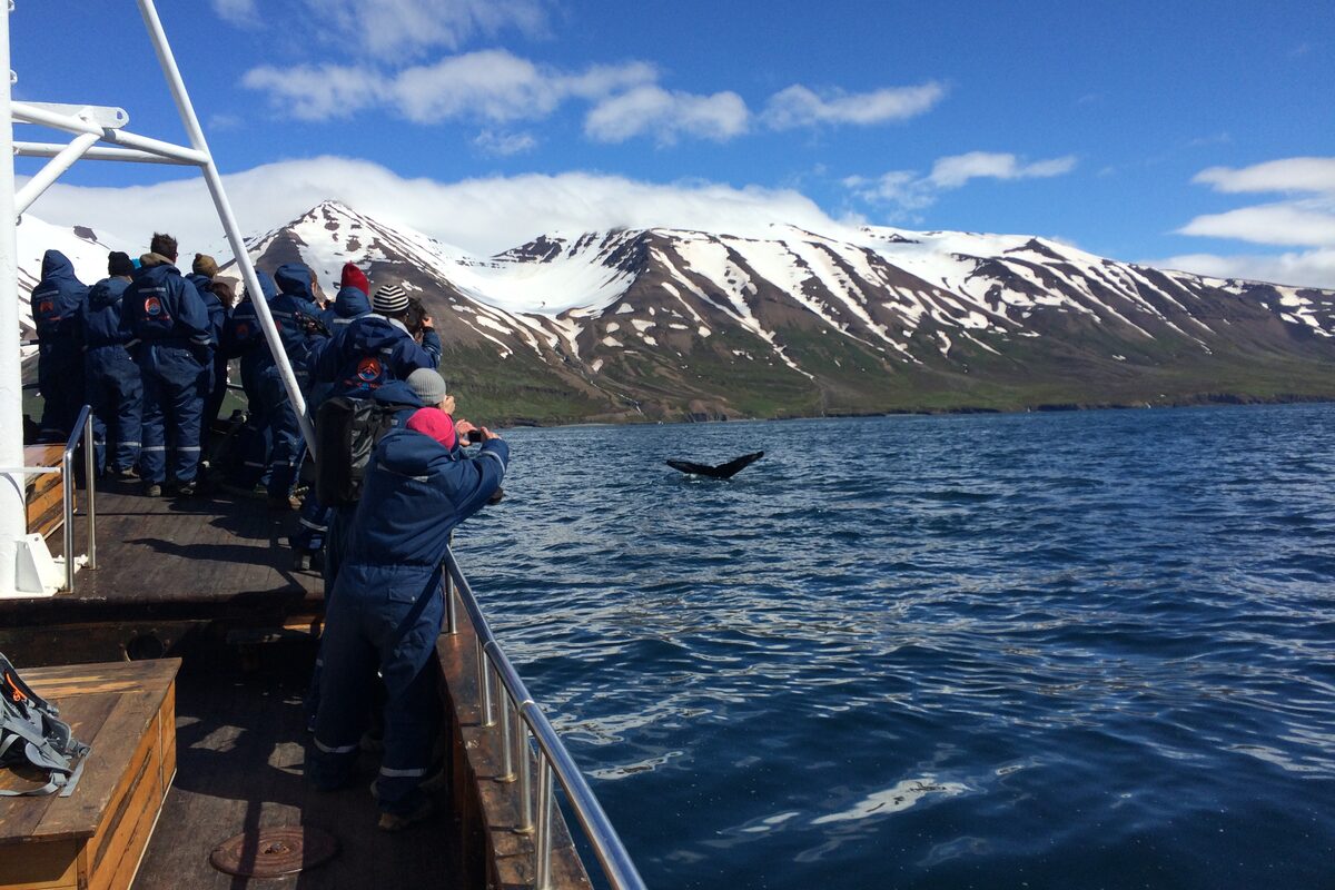 Smnall group tour taking photos of whale flipping tail from ocean in front of snow covered mountain