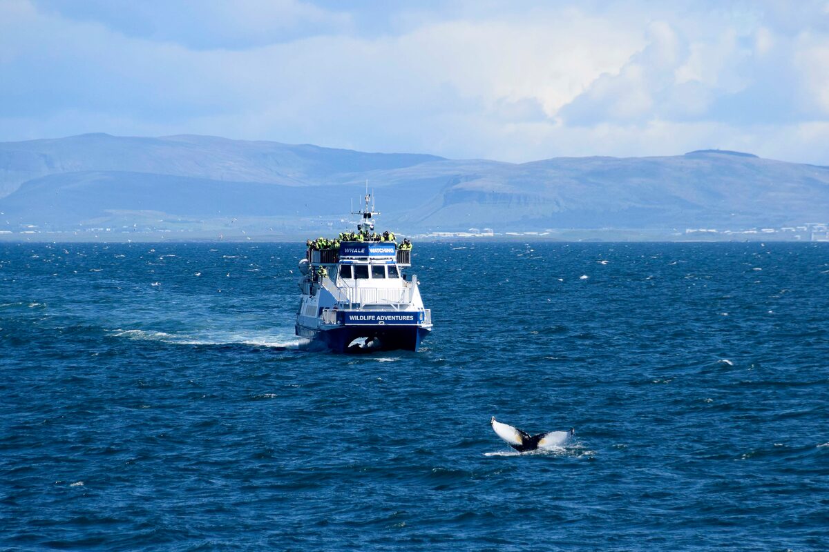 Whale watching boat sailing just before huge whale flipping tail from ocean