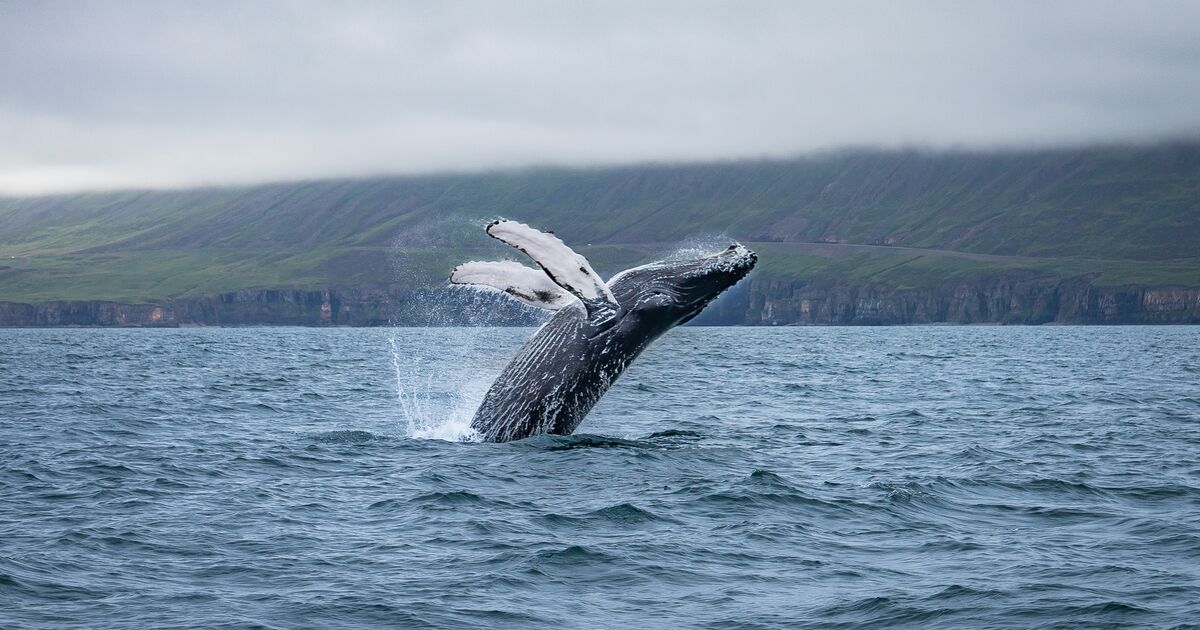 Responsible Iceland Whale Watching | Arctic Adventures