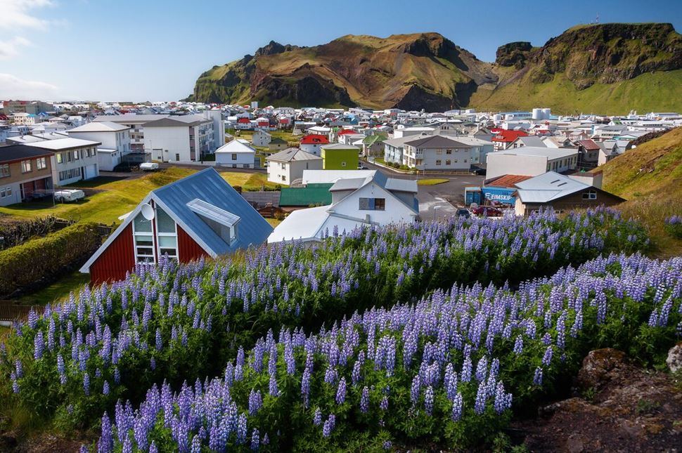 Wild Alaska lupines growing in foreground and Vestmannaeyjar buildings on shore in background