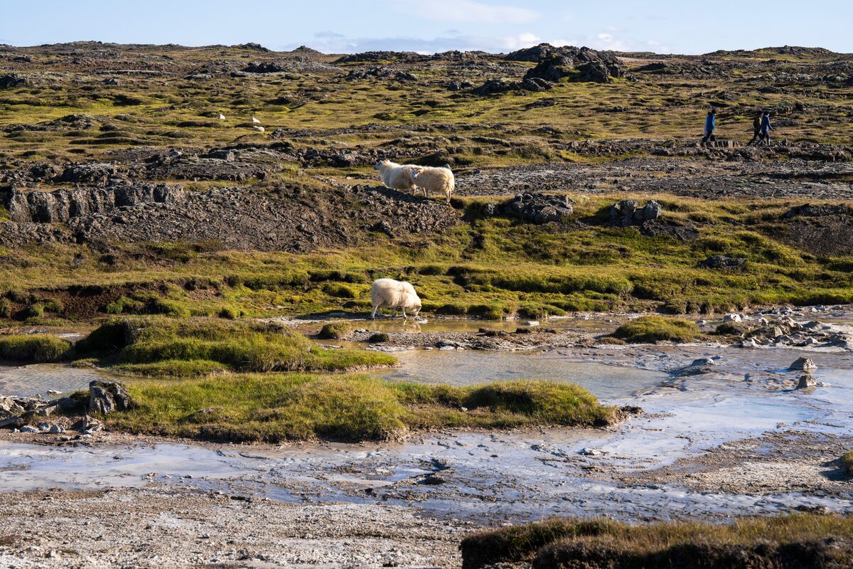 Group of sheep grazing at Hveravellir goethermal area in Iceland 
