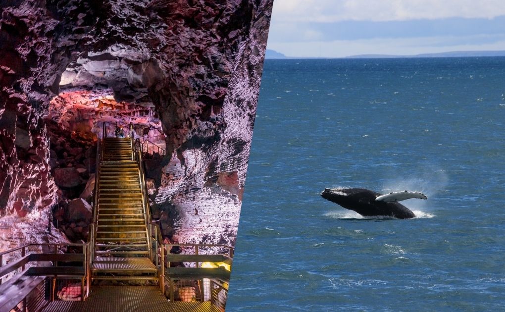 Lava Caving & Whale Watching Combo Tour