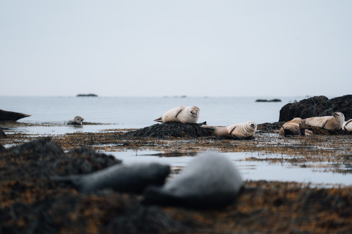Group of seals resting together at Y tri tunga beach by Snaefellsnes