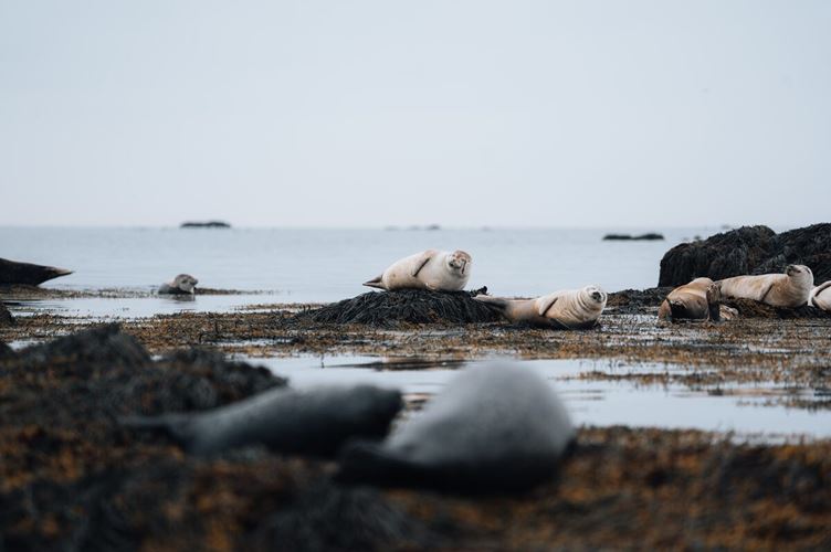 Group of seals resting together at Y tri tunga beach by Snaefellsnes