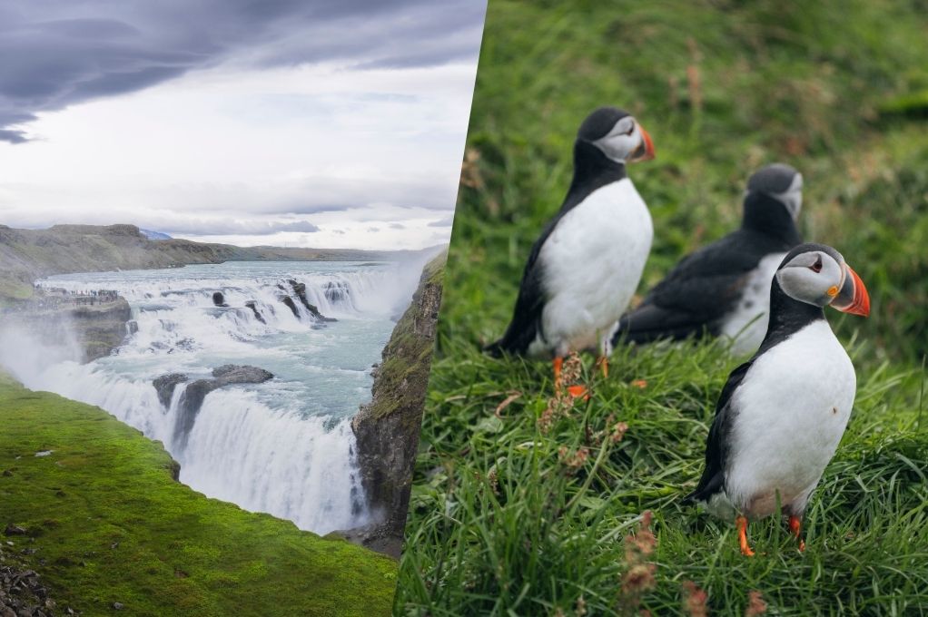 Golden Circle & Puffin Tour