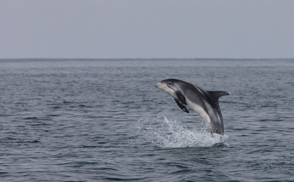 Get to Know the Dolphins in Iceland