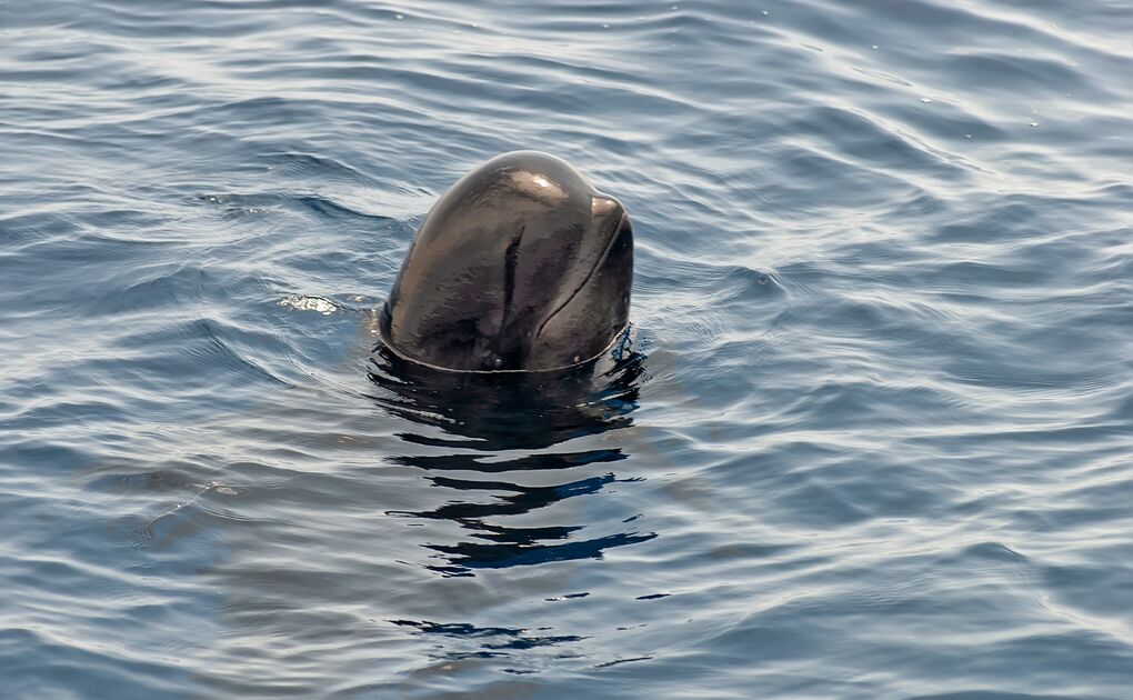 Pilot Whales In Iceland: Discover Where And When To See Them
