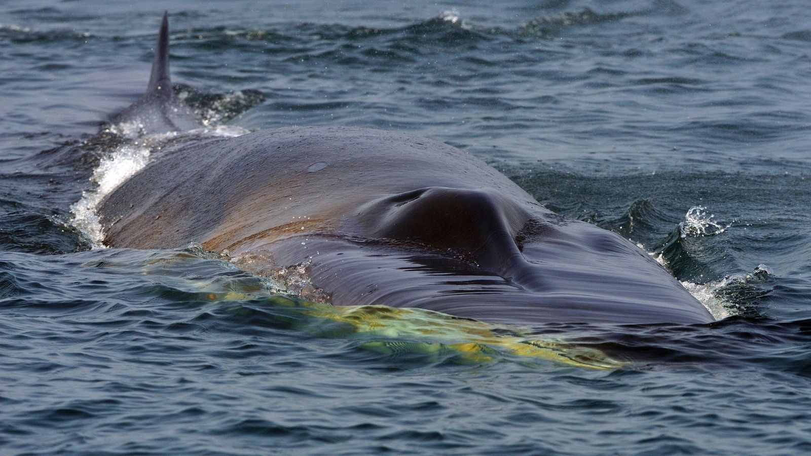 Discover Iceland's Fin Whale