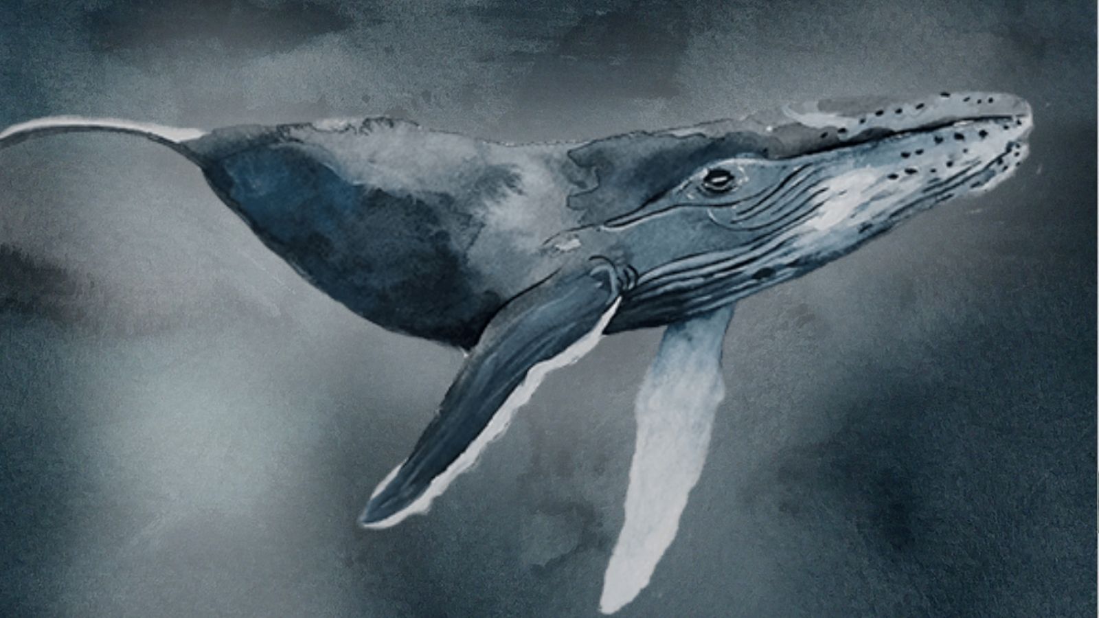 The Arctic Bestiary - A Guide to Iceland's Wildlife