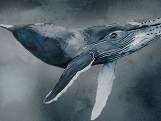 The Arctic Bestiary - A Guide to Iceland's Wildlife The Arctic Bestiary - A Guide to Iceland's Wildlife